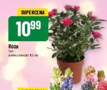 Polomarket Róża oferta
