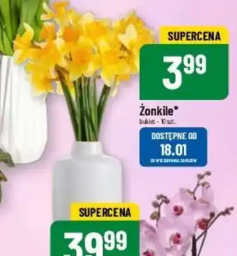 Polomarket Żonkile 10 szt. oferta
