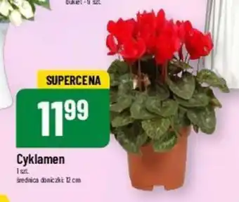 Polomarket Cyklamen 1 szt. oferta
