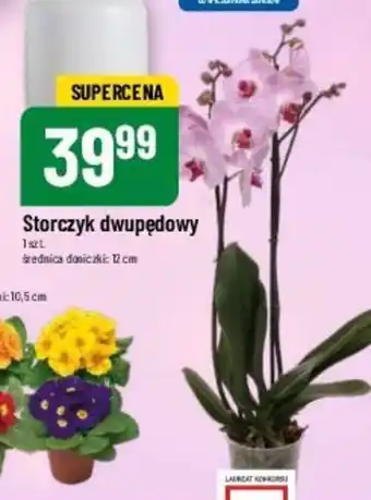 Storczyk dwupędowy