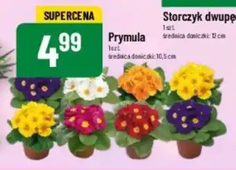 Polomarket Prymula 1 szt. oferta