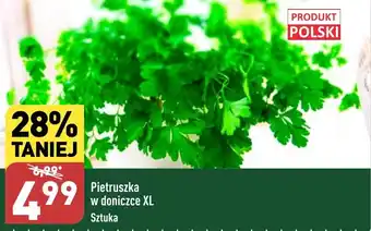 ALDI Pietruszka w doniczce XL oferta