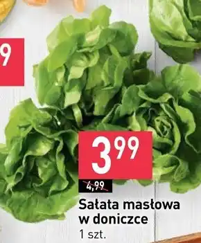 Stokrotka Sałata masłowa oferta