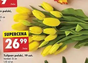 Biedronka Tulipan oferta