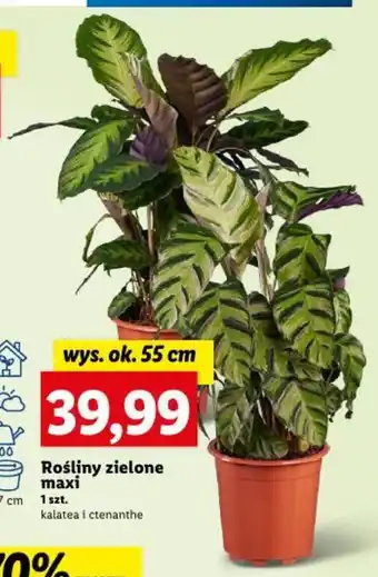 Lidl Rośliny zielone maxi 1 szt. oferta