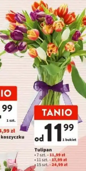 Intermarche Tulipan oferta