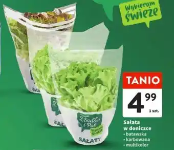 Intermarche Sałata w doniczce oferta