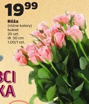 Netto Róża oferta
