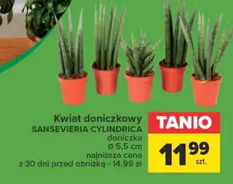 Carrefour Roślina doniczkowa oferta
