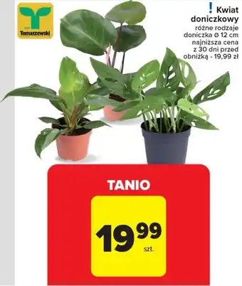 Carrefour Kwiat doniczkowy oferta