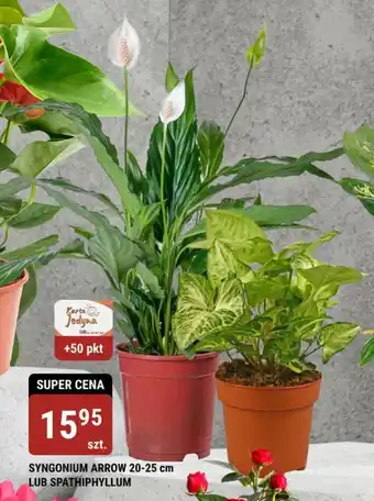 SYNGONIUM ARROW LUB SPATHIPHYLLUM