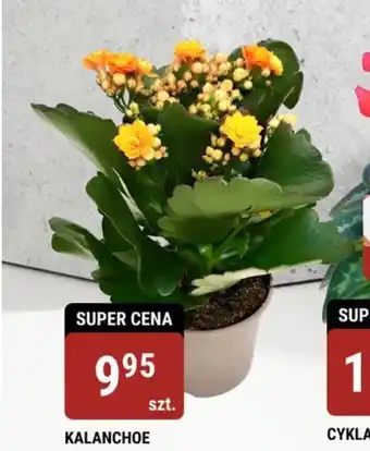 KALANCHOE