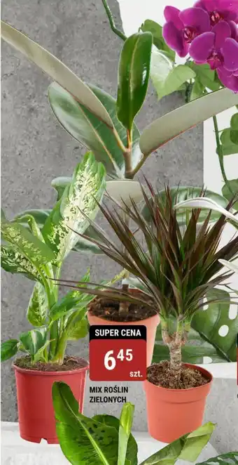 bi1 MIX ROŚLIN ZIELONYCH oferta