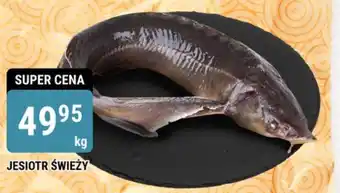 JESIOTR ŚWIEŻY 1 kg