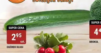 bi1 OGÓREK DŁUGI szt. oferta