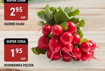 bi1 RZODKIEWKA PĘCZEK oferta