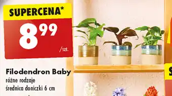 Biedronka Filodendron Baby oferta