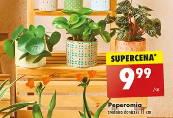 Biedronka Peperomia oferta