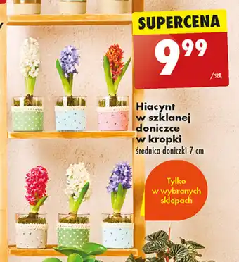 Biedronka Hiacynt w szklanej doniczce w kropki oferta