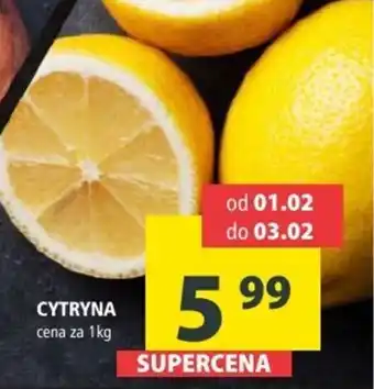 Arhelan Cytryna oferta