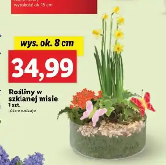 Lidl Rośliny w szklanej misie 1 szt. oferta