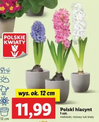 Lidl Polski hiacynt 1 szt. oferta