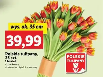 Lidl Polskie tulipany, 25 szt. oferta