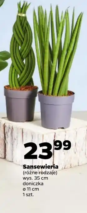 Netto Roślina doniczkowa oferta