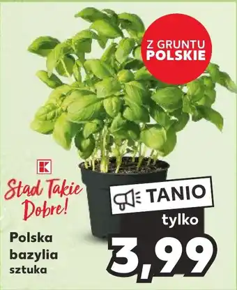 Kaufland Polska bazylia oferta