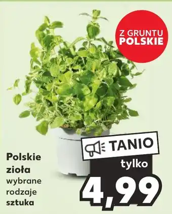 Kaufland Polskie zioła oferta