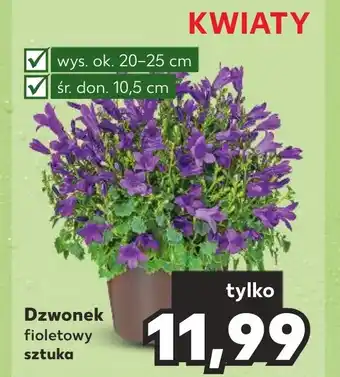 Kaufland Dzwonek oferta