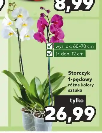 Kaufland Storczyk 1 pędowy oferta