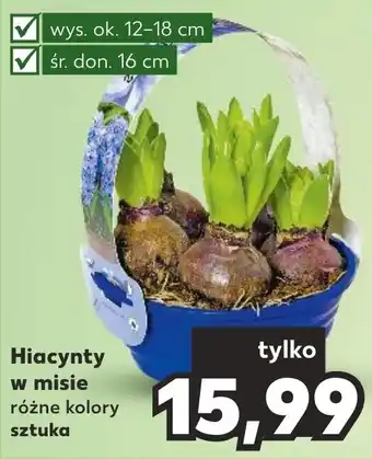 Kaufland Hiacynty w misie oferta