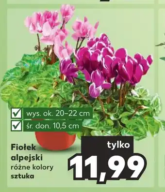 Kaufland Fiołek alpejski oferta
