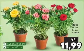 Kaufland Róża oferta