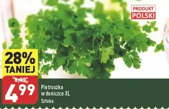 ALDI Pietruszka w doniczce XL oferta