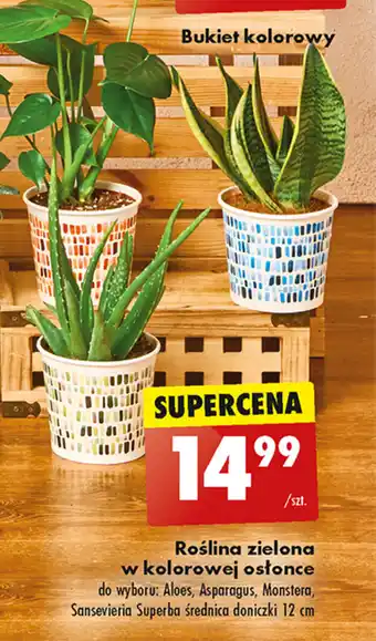 Biedronka Roślina zielona w kolorowej osłonce oferta