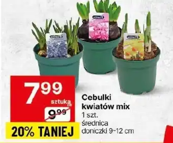 Delikatesy Centrum Cebulki kwiatowe oferta