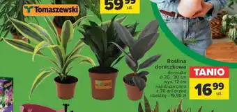 Carrefour Roślina doniczkowa oferta