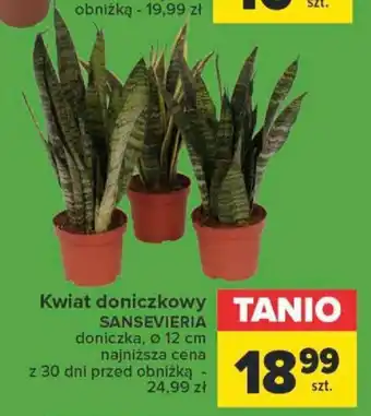Carrefour Kwiat doniczkowy SANSEVIERIA oferta