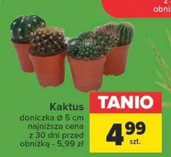 Carrefour Kaktus oferta