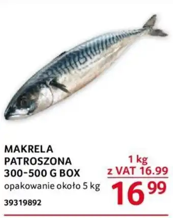Selgros MAKRELA PATROSZONA 300-500 g BOX oferta
