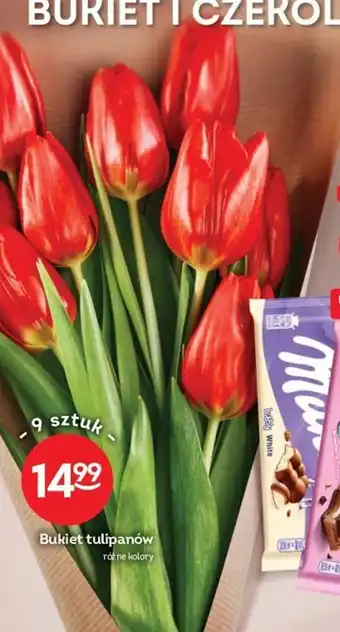 Żabka Bukiet tulipanów oferta