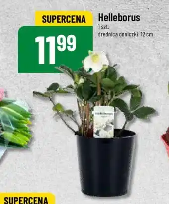 Polomarket Helleborus 1 szt. oferta