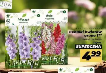Polomarket Cebulki kwiatów grupa 1 oferta