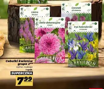 Polomarket Cebulki kwiatów grupa 2 oferta