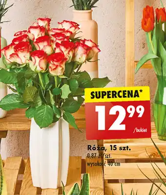 Biedronka Róża, 15 szt. oferta
