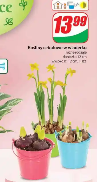 Dino Roślina doniczkowa oferta