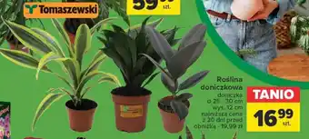 Carrefour Market Roślina doniczkowa oferta