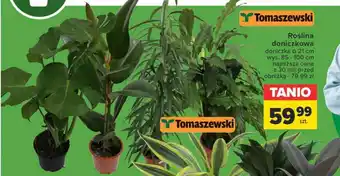 Carrefour Market Roślina doniczkowa oferta